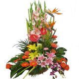 齭ʻٵ